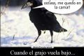 GRAJO-37