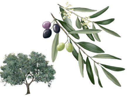 Ruta del ordeño del olivo a Valdelageve
